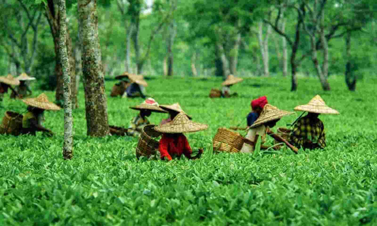 assam-tea-bagan