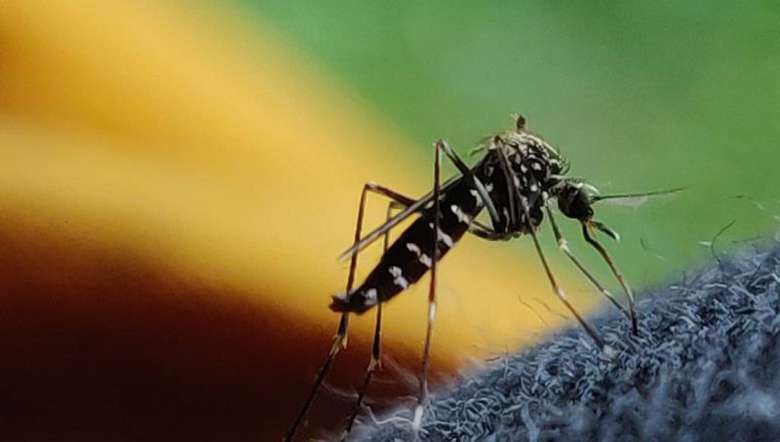 Manipur-Dengue-Outbreak-Reported-In-7-Districts