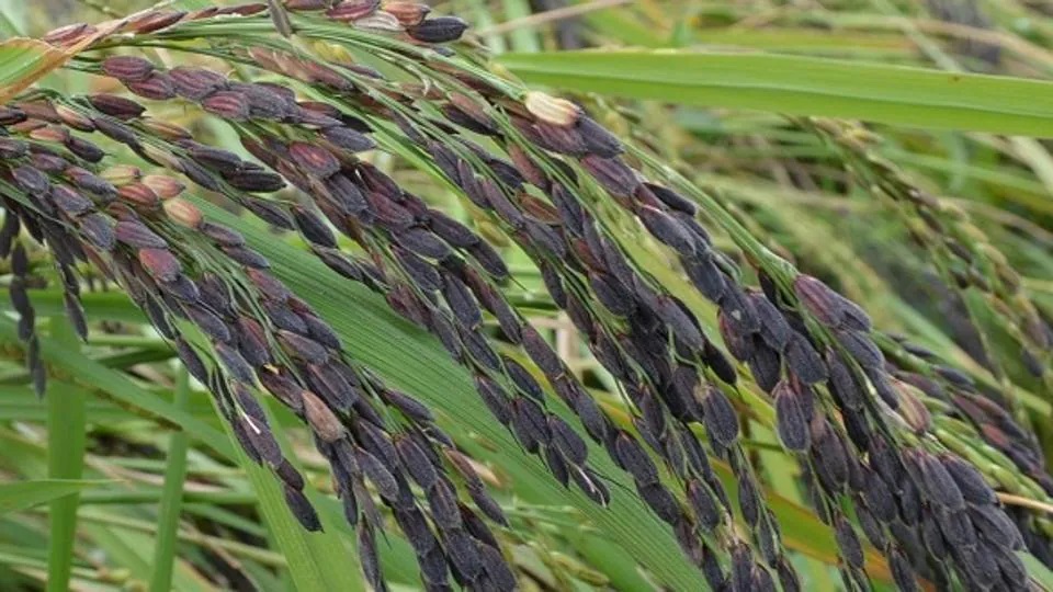 manipur-black-rice-of-kakching-gets-gi-tag