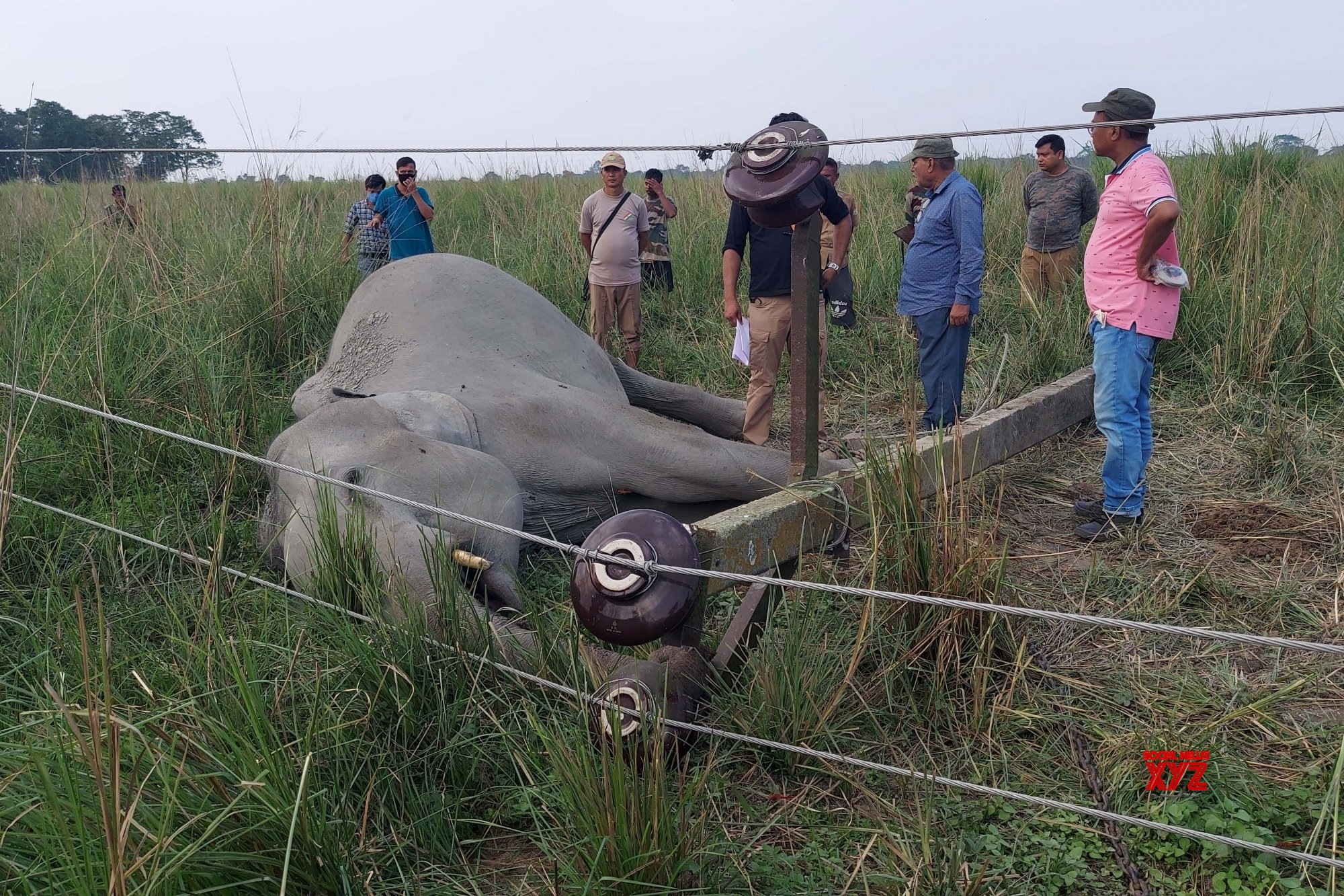 Elephant-electrocuted-in-Kaziranga
