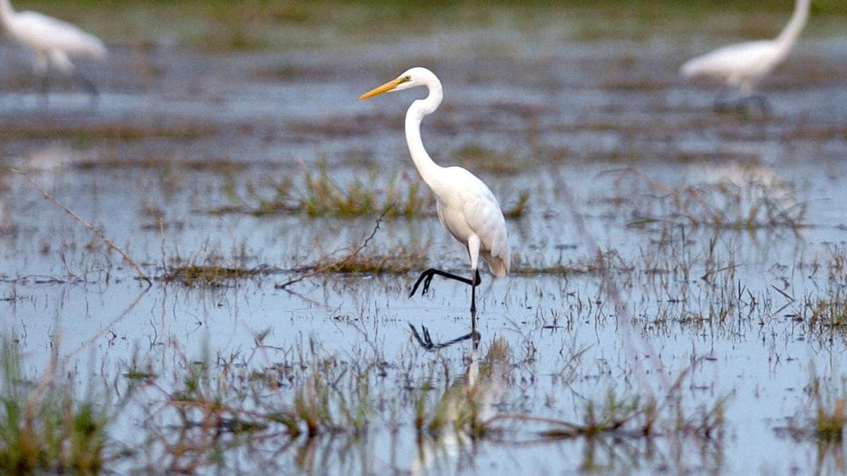 egrets
