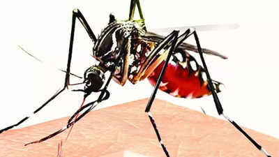 dengue-cases-in-delhi-2021