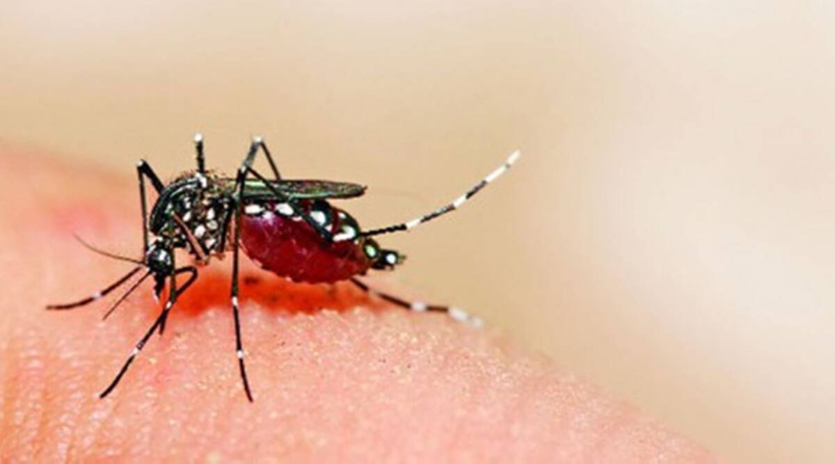 zika-virus-aedes-mosquito