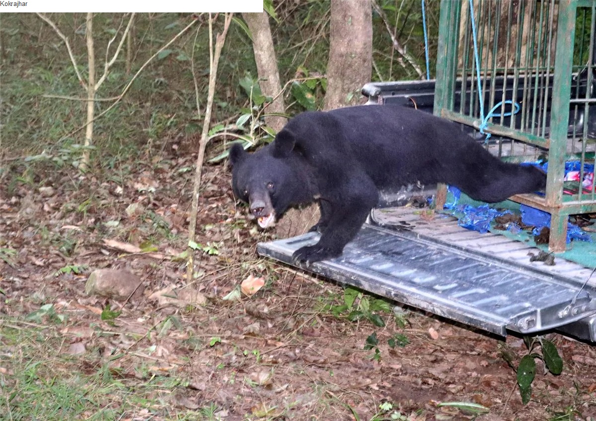 Rescued-Asiatic-black-bear-released-in-Raimona-National-Park