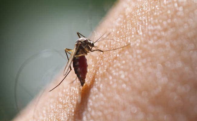 dengue-mosquito