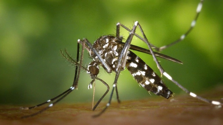 tiger-mosquito