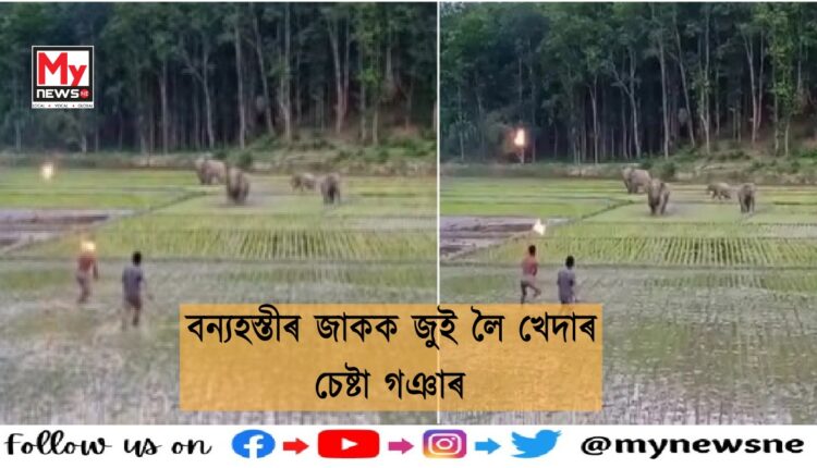 Man Elephant confli in Goalpara