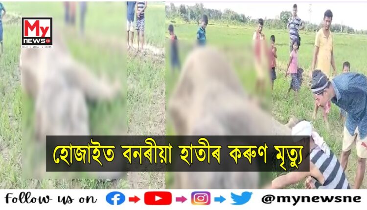 Wild elephanat death in Hojai