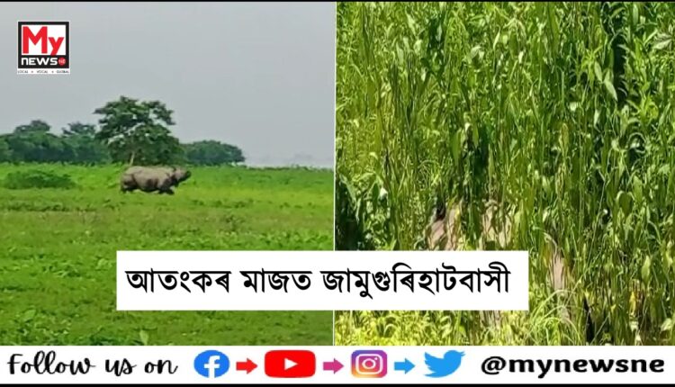 জামুগুৰিহাটত গড়ৰ মুক্ত বিচৰণ