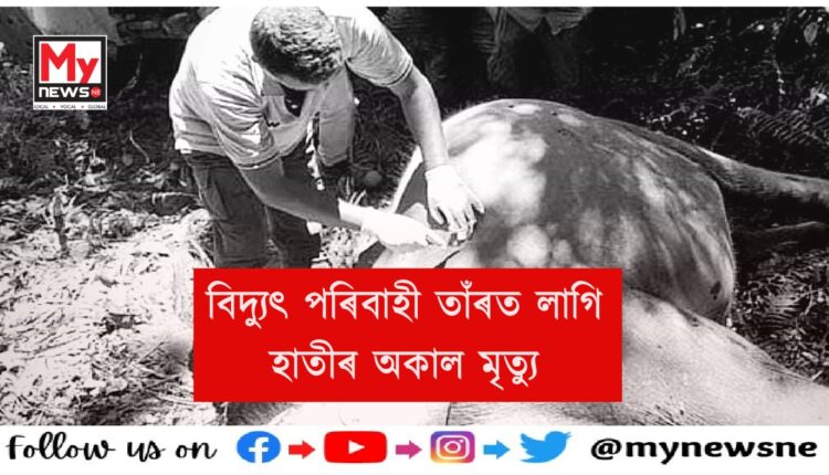 Wild elephanat death in Kaziranga