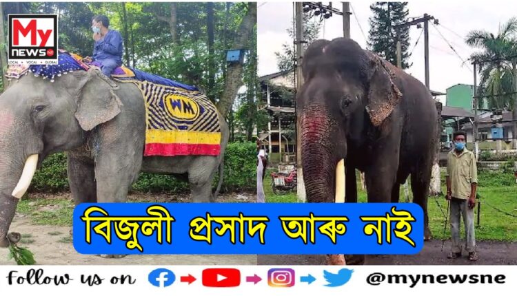 World oldest Asiatic Elephant Bijuli Prasad passes away at 90 ending a remarkable era