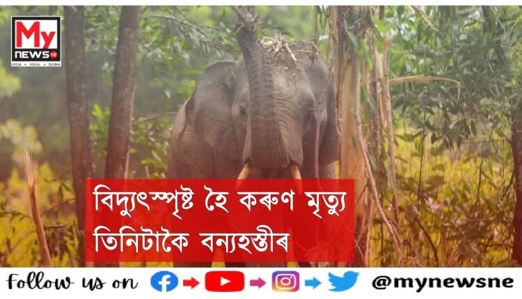 Wild elephanat death