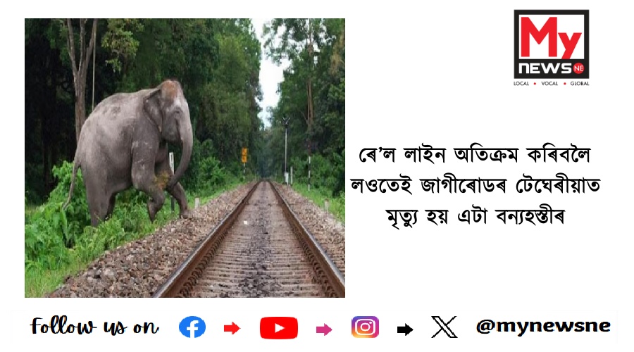 ৰে’ল লাইন অতিক্ৰম কৰিবলৈ লওতেই জাগীৰোডৰ টেঘেৰীয়াত মৃত্যু হয় এটা বন্যহস্তীৰ