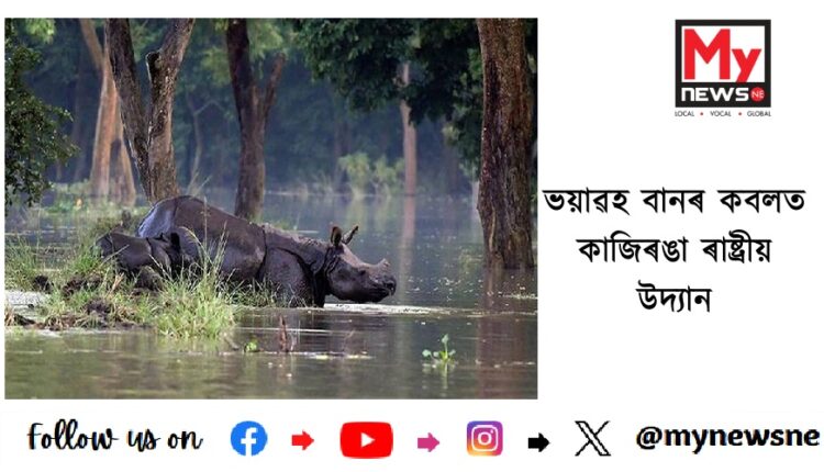 ভয়াৱহ বানৰ কবলত কাজিৰঙা ৰাষ্ট্ৰীয় উদ্যান
