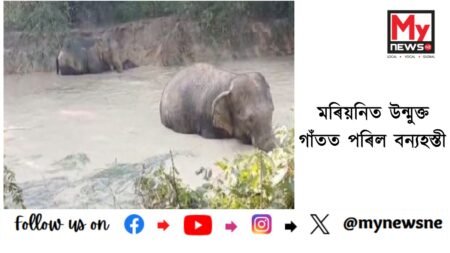 মৰিয়নিত উন্মুক্ত গাঁতত পৰিল বন্যহস্তী