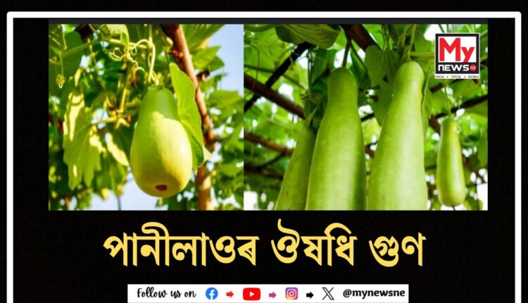 Bottle Gourd Benefits : পানীলাওৰ ঔষধি গুণ