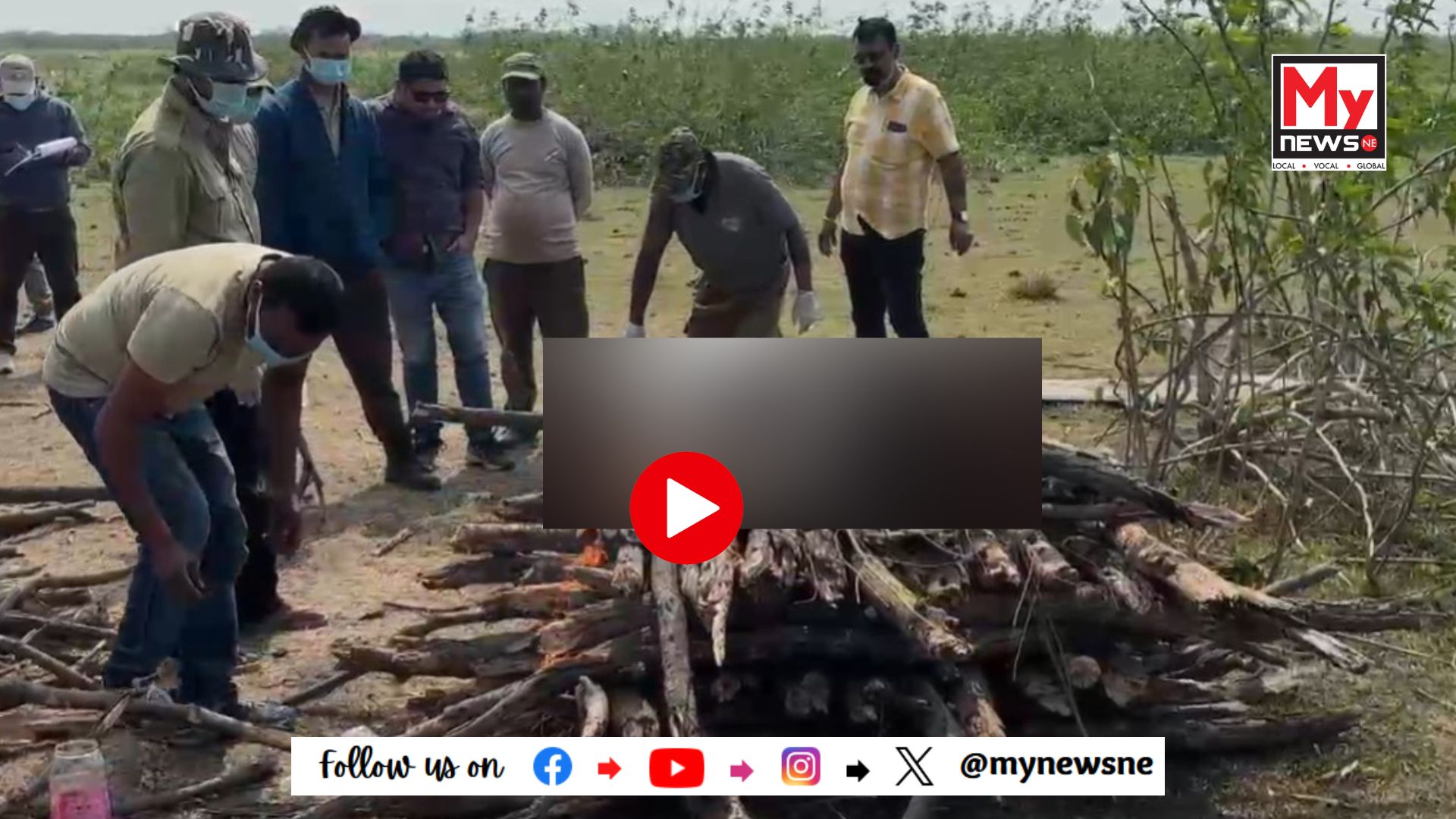পল'কটা টাপুত এটা ৰয়েল বেংগল টাইগাৰৰ মৃতদেহ উদ্ধাৰ