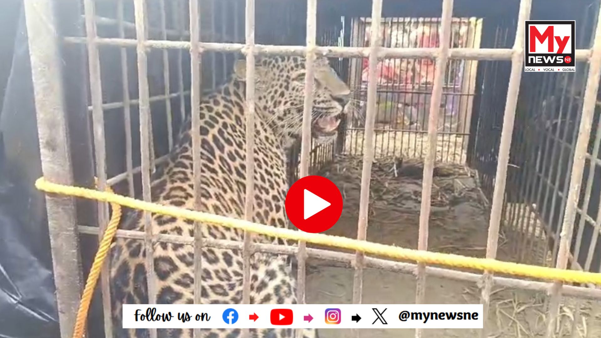 চাবুৱাৰ নাদুৱা হাতীগাধৈত প্ৰকাণ্ড নাহৰফুটুকী বাঘ পিঞ্জৰাবদ্ধ