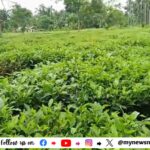 শ্ৰম মন্ত্ৰীৰ সমষ্টিত চাহ খেতিয়েকৰ পানীত হাঁহ নচৰা অৱস্থা