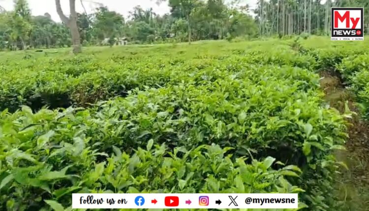 শ্ৰম মন্ত্ৰীৰ সমষ্টিত চাহ খেতিয়েকৰ পানীত হাঁহ নচৰা অৱস্থা