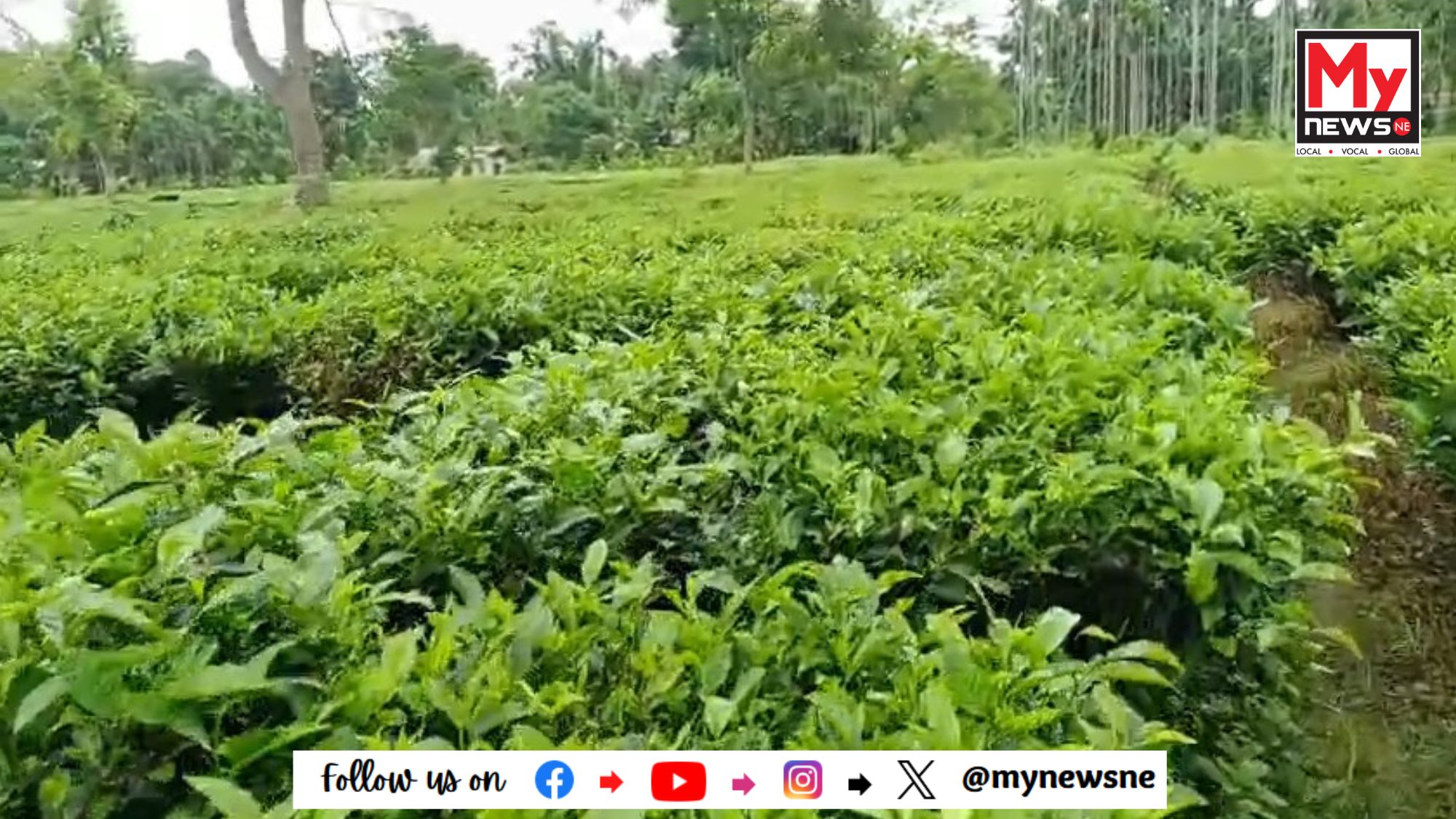 শ্ৰম মন্ত্ৰীৰ সমষ্টিত চাহ খেতিয়েকৰ পানীত হাঁহ নচৰা অৱস্থা